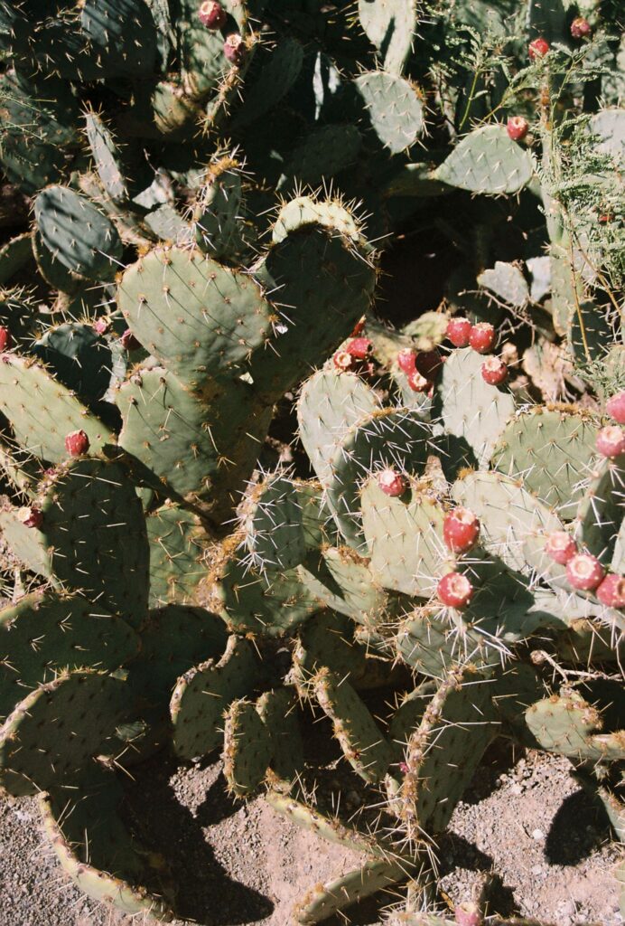 Arizona desert cactus with red blooms photographed during wedding weekend in Jerome