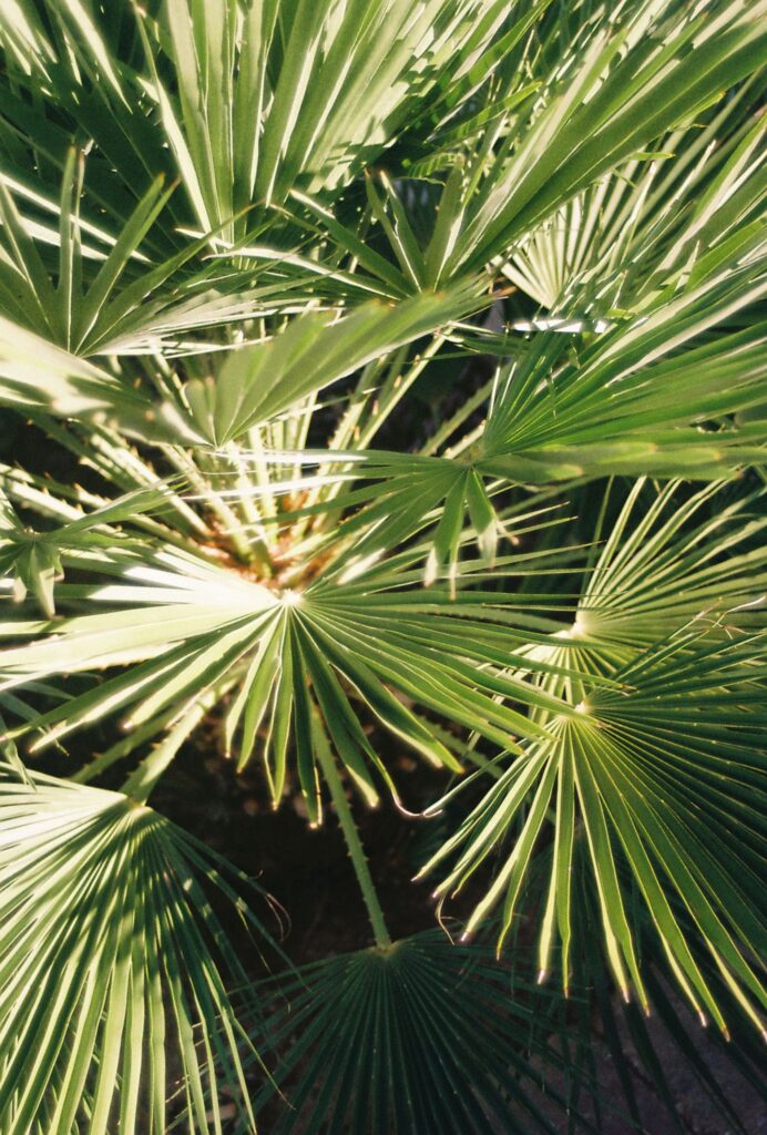 Desert palm leaves glowing in golden light at The Little Daisy Jerome wedding weekend in Jerome Arizona