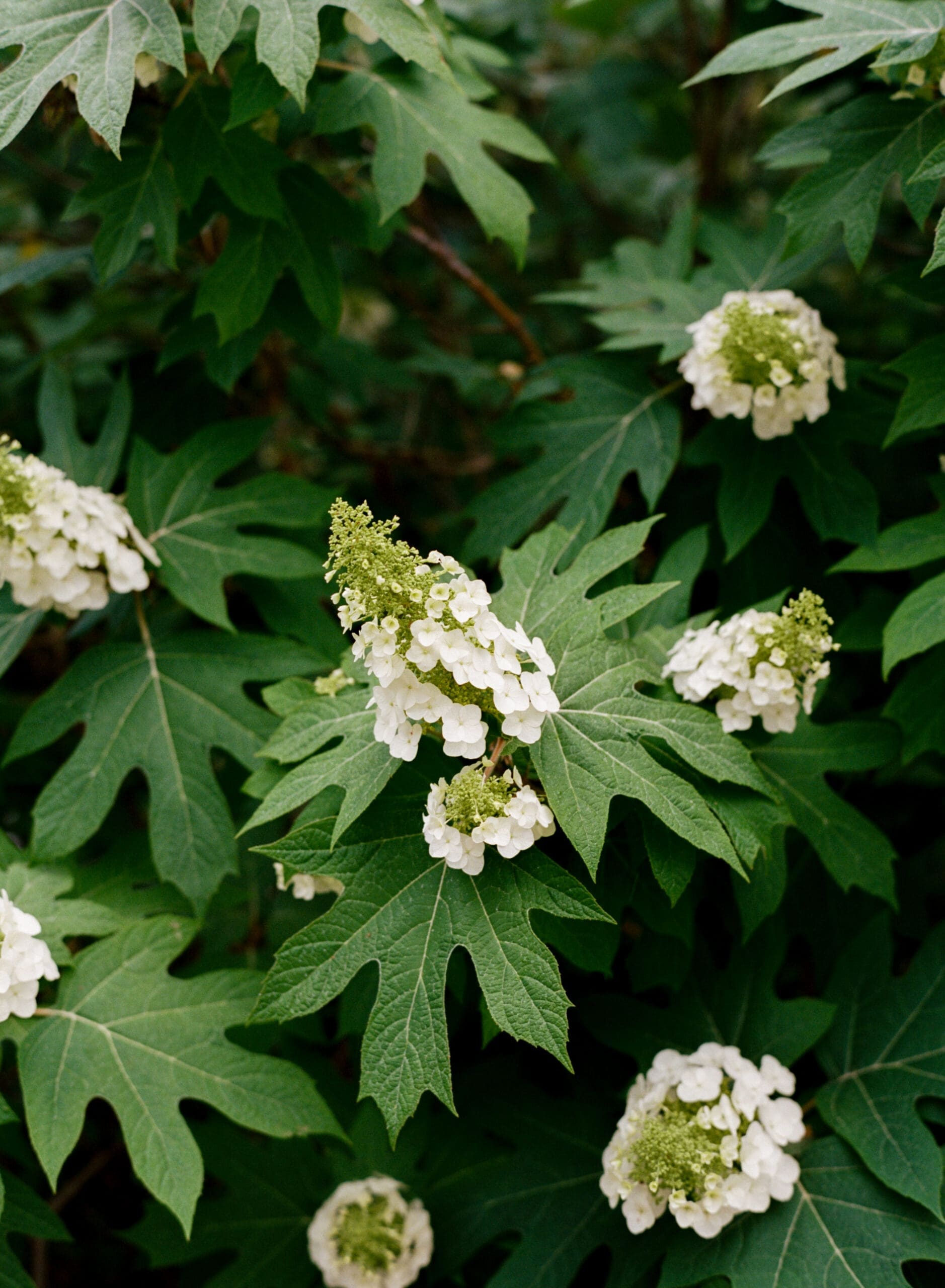 White hydrangea florals and greenery used throughout timeless wedding design and reception styling